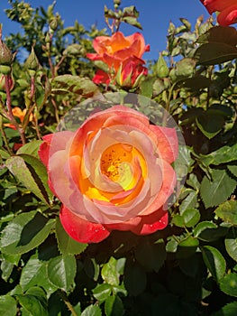 Orange and yellow rose garden