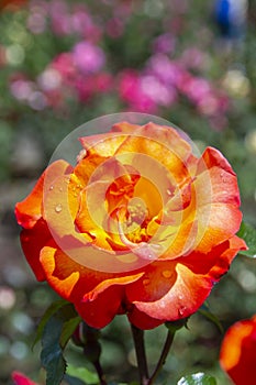 Orange Yellow Rose in a Garden