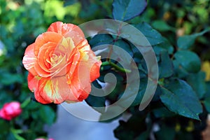 Orange and yellow Rose