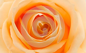 Orange and yellow rose