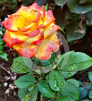 Orange yellow rose with water drops