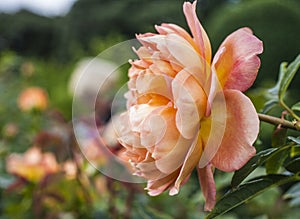 The orange and yellow roses.