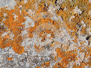 Orange and yellow round lichens on a light grey stone