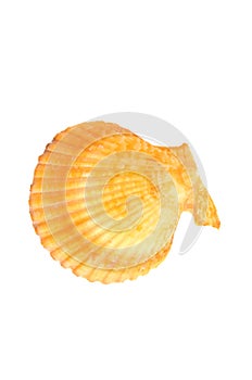 Orange and yellow sea shell
