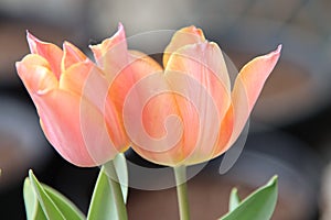 Orange with yellow shade tulip in a vase in a bouquet in the spring in the Netherlands