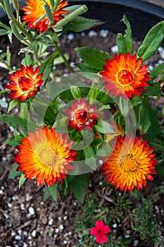 Orange and yellow strawflowers Xerochrysum bracteatum