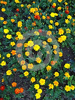 Orange and yellow tagetes