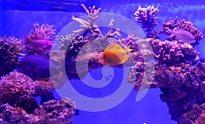 The orange yellow tang Zebrasoma flavescens swimming around the coral reef