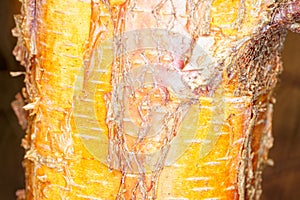 Orange Yellow Tree Bark in Close-up