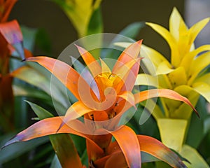 Orange and Yellow Tropical Flowers