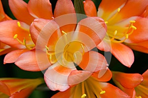 Orange and yellow tropical lilies