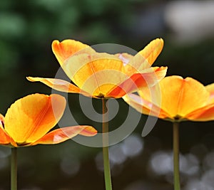 orange-yellow Tulip