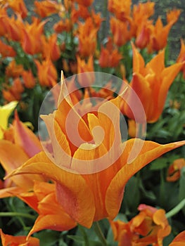 Orange Yellow Tulip Field. Closeup