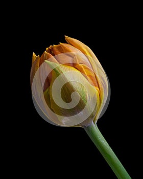 Orange-Yellow Tulip flower with green stem. Black background. Close-up.