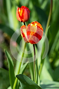 Orange yellow tulip, fringed petals, Crispa variety, Davenport tulip flowering in spring in garden