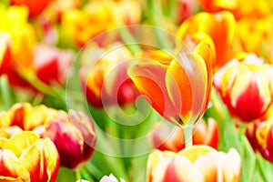 Orange yellow tulip in garden