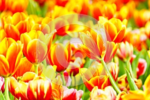 Orange yellow tulip in garden