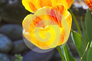 Orange Yellow tulip. Portrait tulip. Background. Tulip row. Mother day