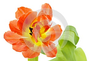 Orange and yellow tulip (tulipa)