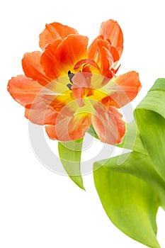 Orange and yellow tulip (tulipa)