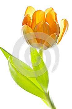 Orange and yellow tulip (tulipa)