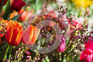 orange yellow tulips closeup on a blurred background