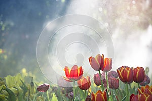 Orange-yellow tulips garden in the mist with water drop and sunlight with tree bokeh