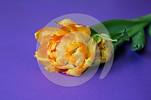 Orange-yellow tulips, jagged-edged tulips, cut flowers, blooming flowers, spring plants, purple background