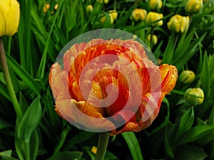 Orange with yellow veins double peony-shaped tulip among green leaves.The festival of tulips on Elagin Island in St. Petersburg