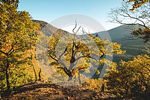 Oranžovo-žlté teplé slnko osvetľuje oranžovo-červený les a lesnú cestu. Domašínsky meander, Žilinský kraj, Slovensko.