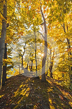 Oranžovo-žlté teplé slnko osvetľuje oranžovo-červený les a lesnú cestu. Domašínsky meander, Žilinský kraj, Slovensko.