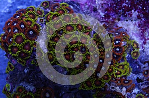 Orange and Yellow Zoanthid Coral