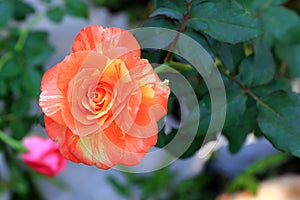 Orange and yellowRose