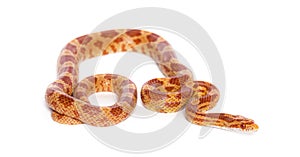 Orange Young Corn snake slithering on white background