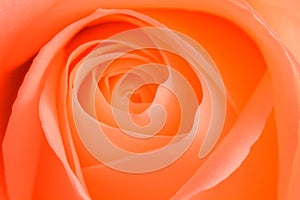 Orange zest rose - stock photo