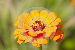 Orange Zinnia
