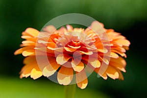 Orange Zinnia