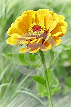Orange Zinnia