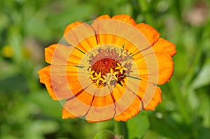 Orange Zinnia on a background of greenery close-up