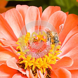 Orange Zinnia with Bee