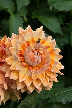 Orange zinnia with bee