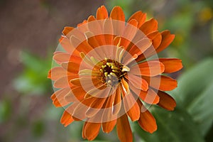 Orange Zinnia Bloom