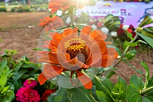 Orange Zinnia Elegans flower