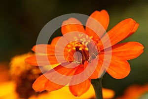 Orange Zinnia flower closeup