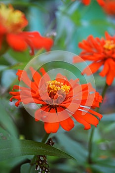 An orange zinnia flower growing fresh