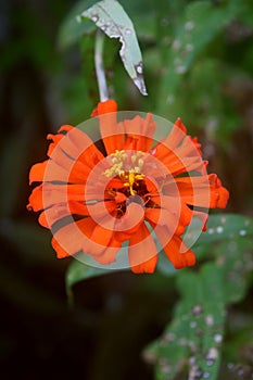 An orange zinnia flower growing fresh