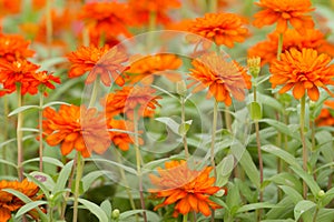 Orange Zinnia flowers