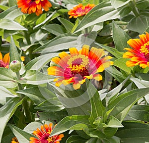 Orange Zinnia Flowers in Bloom Garden Close-up Shot