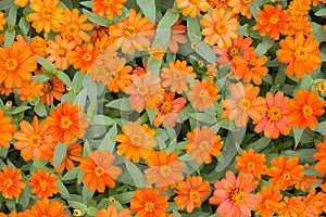 Orange Zinnia mice flower