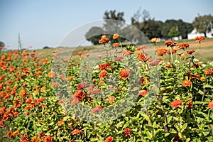 Orange Zinnias in garden on Amish Farm